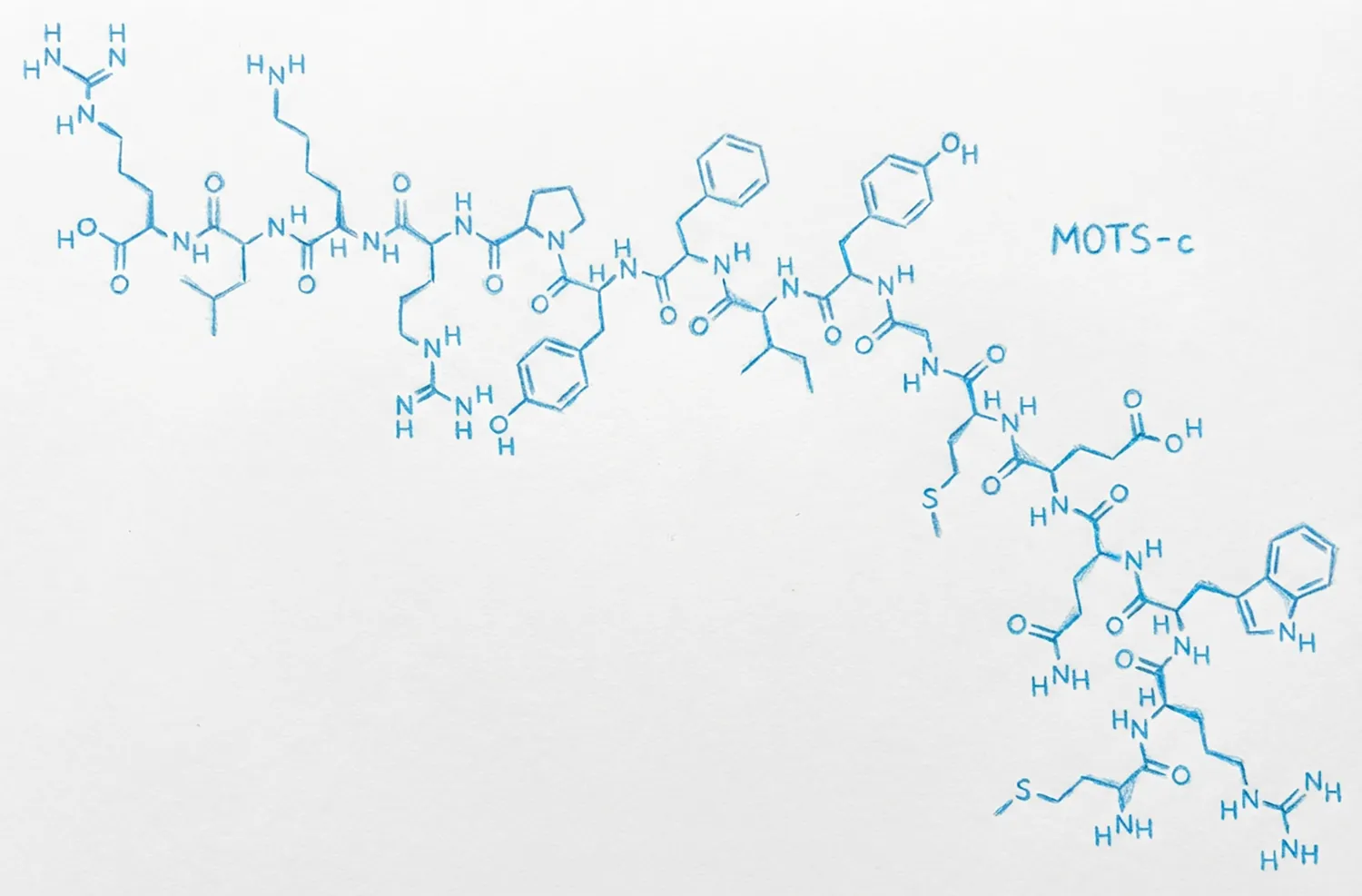 MOTS-c Molecular Structure