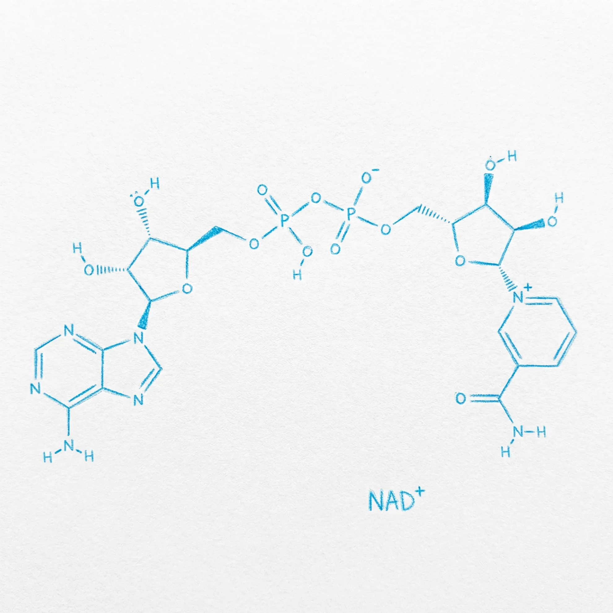 NAD+ Molecular Structure
