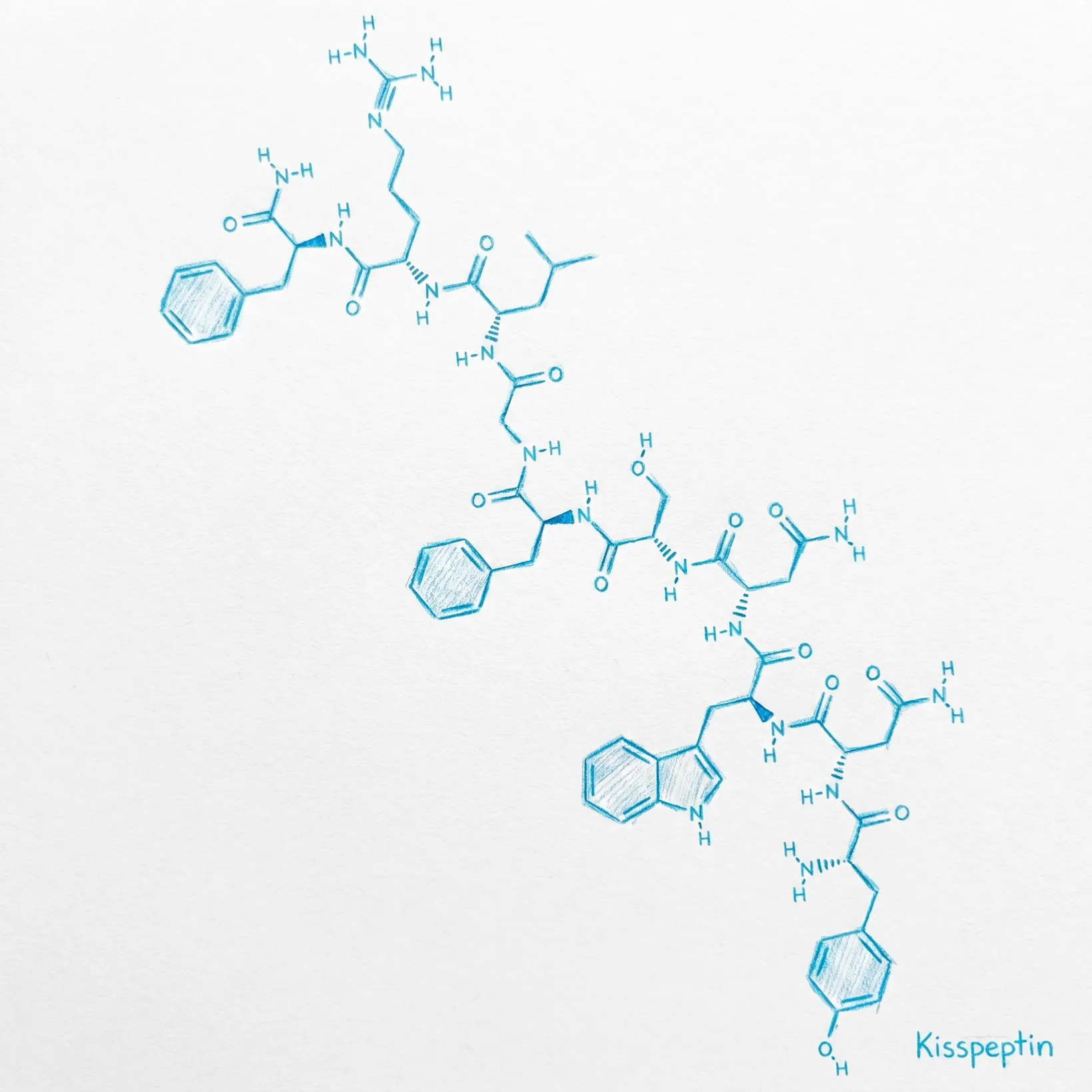 Kisspeptin Molecule