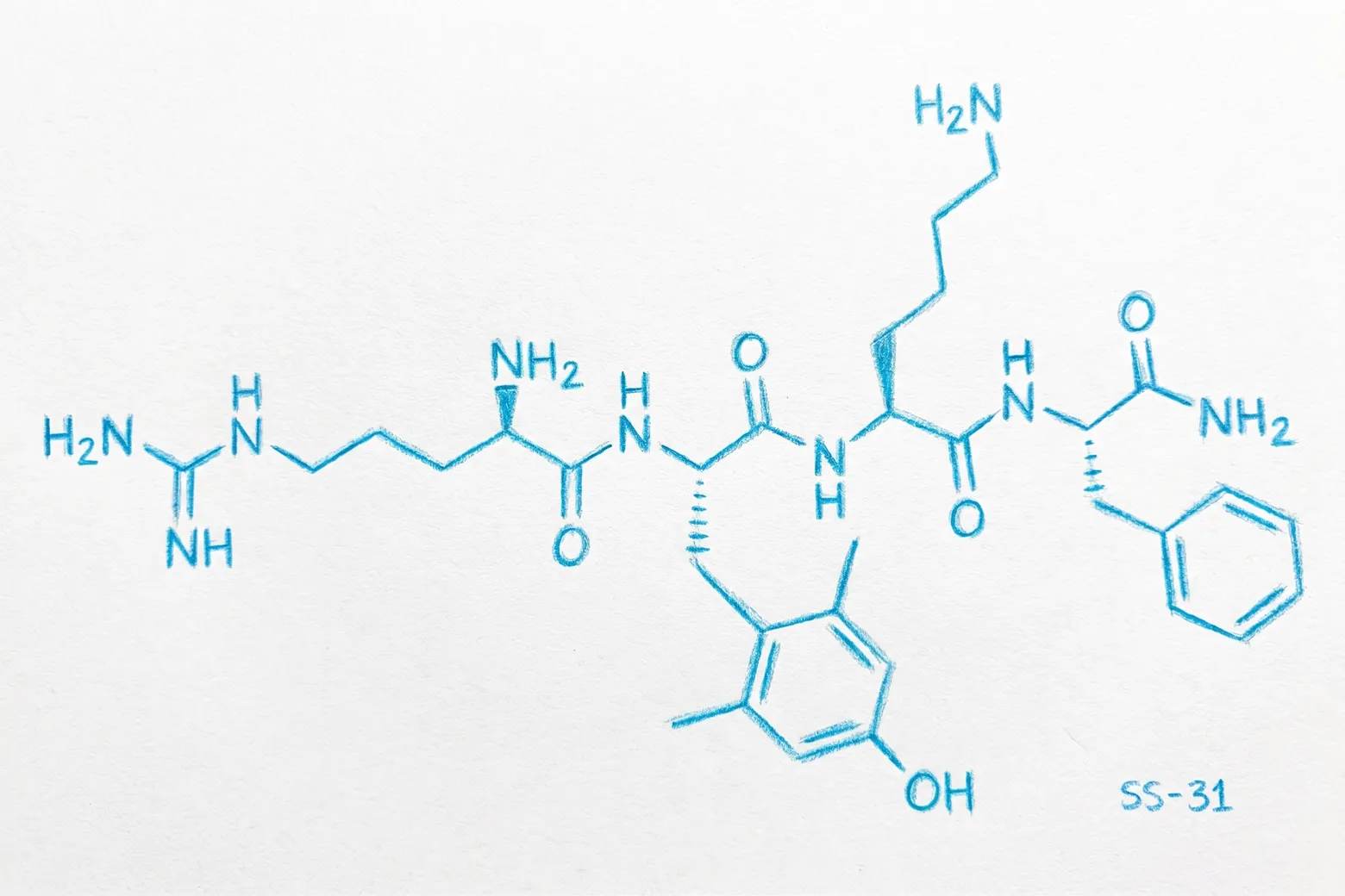 SS-31 Molecule